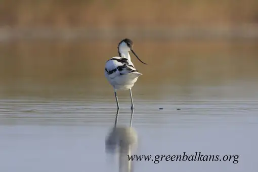 The Pied Avocet is one of the most famous inhabotants of the lake