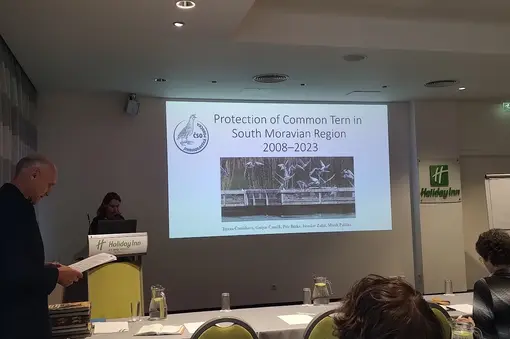 International meeting on the conservation of terns