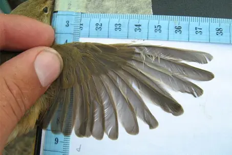 Bird ringing