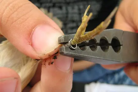 Bird ringing