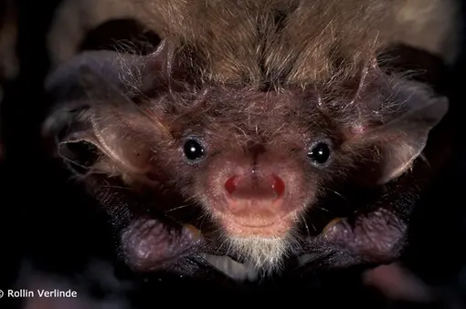 A long-eared bat