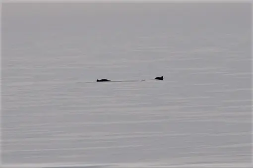 Морски свине