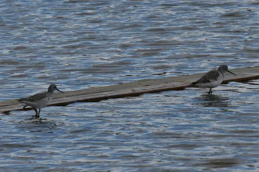 Малък зеленоног водобегач