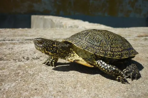 Emys orbicularis found at the western bank of Pomorie Lake