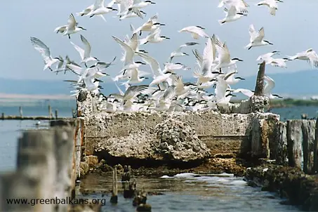 The Sandwich Terns came back to Pomorie lake