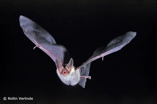 Bechstein's bat