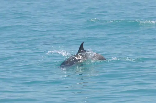 Dolphin