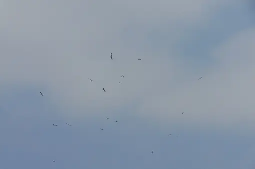 Some of the vultures in the Park.