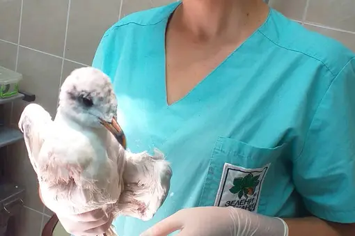 Млаката черноглава чайка вече е оперирана и остава под грижите на ветеринарите в Спасителния център.