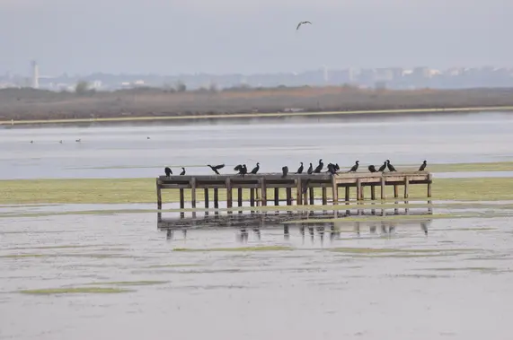 Cormorants