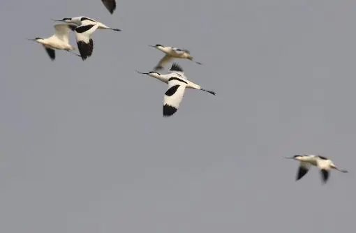 Pied Avocets
