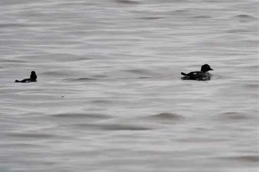goldeneye