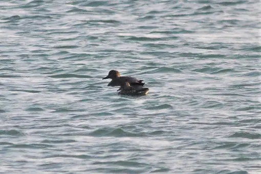 gadwall