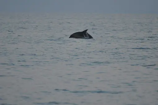 Morning dolphin