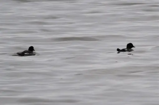 goldeneye