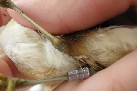 Bird ringing