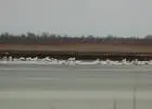 Първа снимка