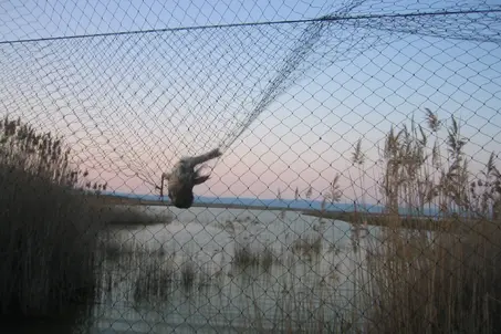Training in bird-ringing