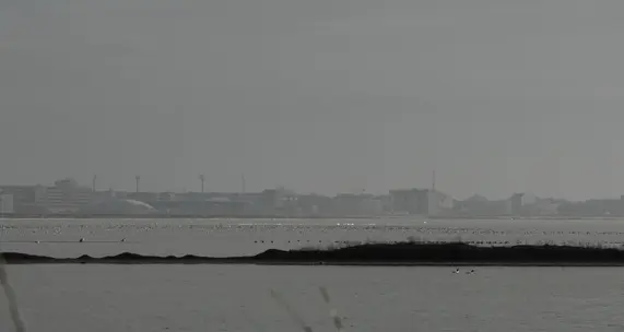 Birds in the Lake