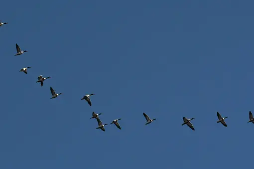 Flock of Shelducks