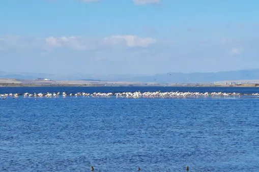 Flamingo and violations of the regime of the protected area by practicing water sports