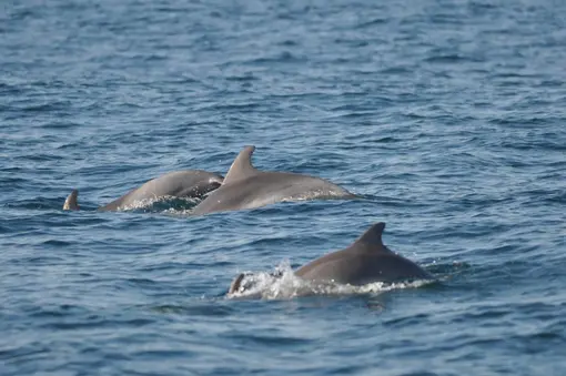 Афали (Tursiops truncatus)