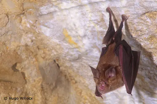 Horseshoe bat 