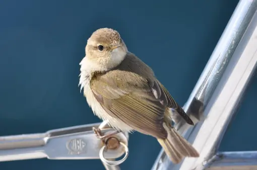 Брезов певец (Phylloscopus trochilus)