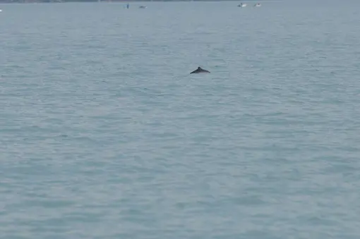 Harbour porpoise