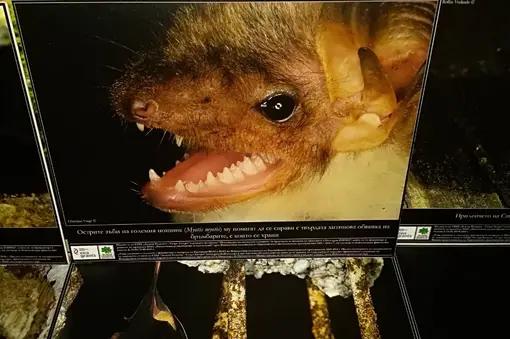 Natural History Museum Plovdiv 