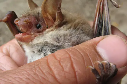 A mouse-eared bat