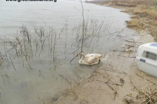 И смело заплува във водите на язовира.