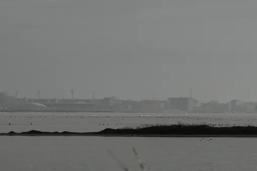 Birds in the Lake