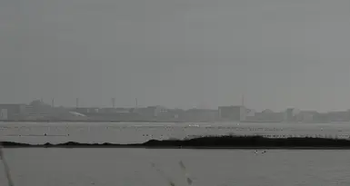 Birds in the Lake