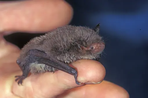 Daubenton's bat