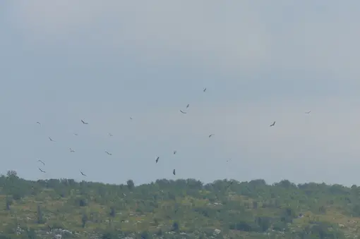 Some of the vultures in the Park.