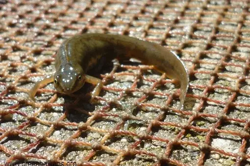 Triturus vulgaris found at the western bank of Pomorie Lake