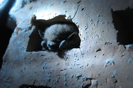 Large bricks are ideal homes for bats.