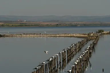 Sandwich terns' colony