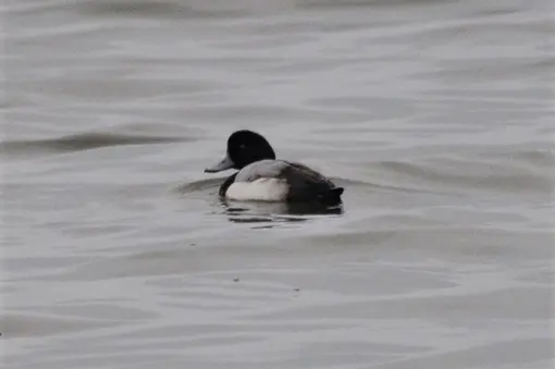 greater scaup