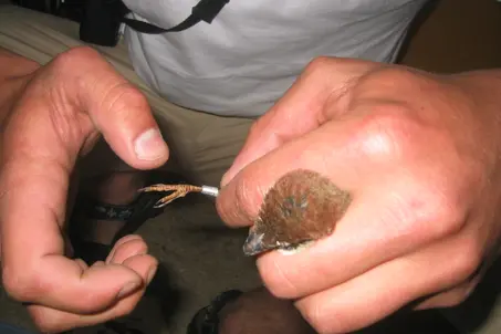 Training in bird-ringing