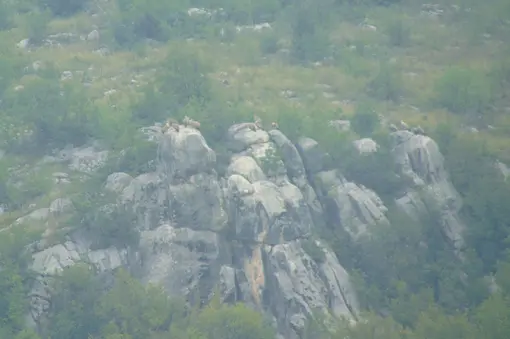 Some of the vultures in the Park.