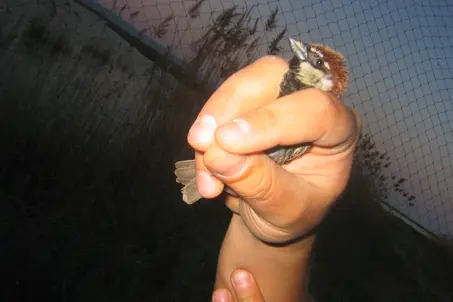 Training in bird-ringing
